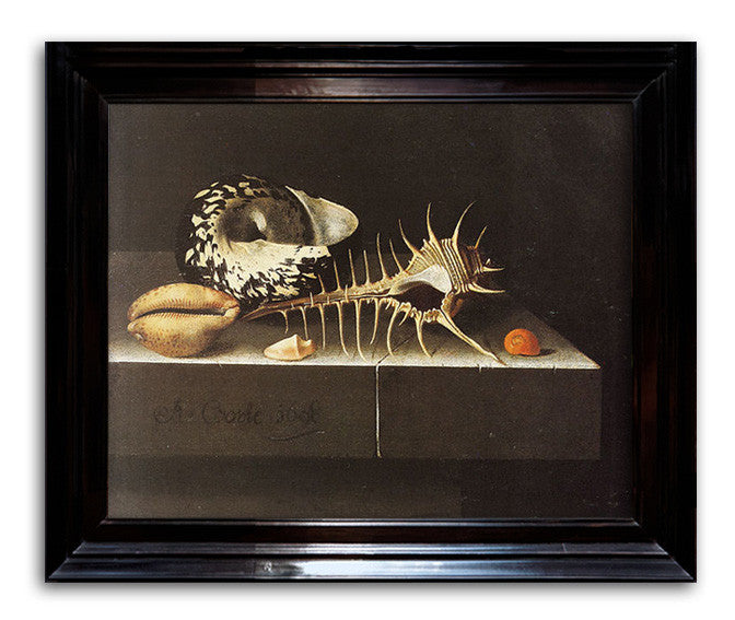 Adriaen Coorte, "Shells"