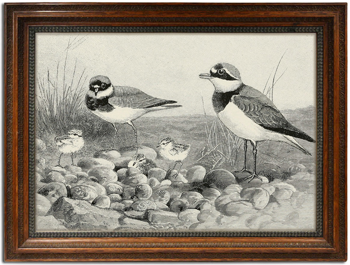 Charles Whymper, "Killdeer Hatching"