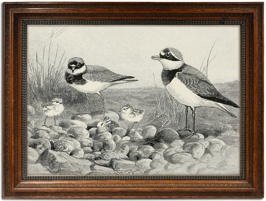 Charles Whymper, "Killdeer Hatching"