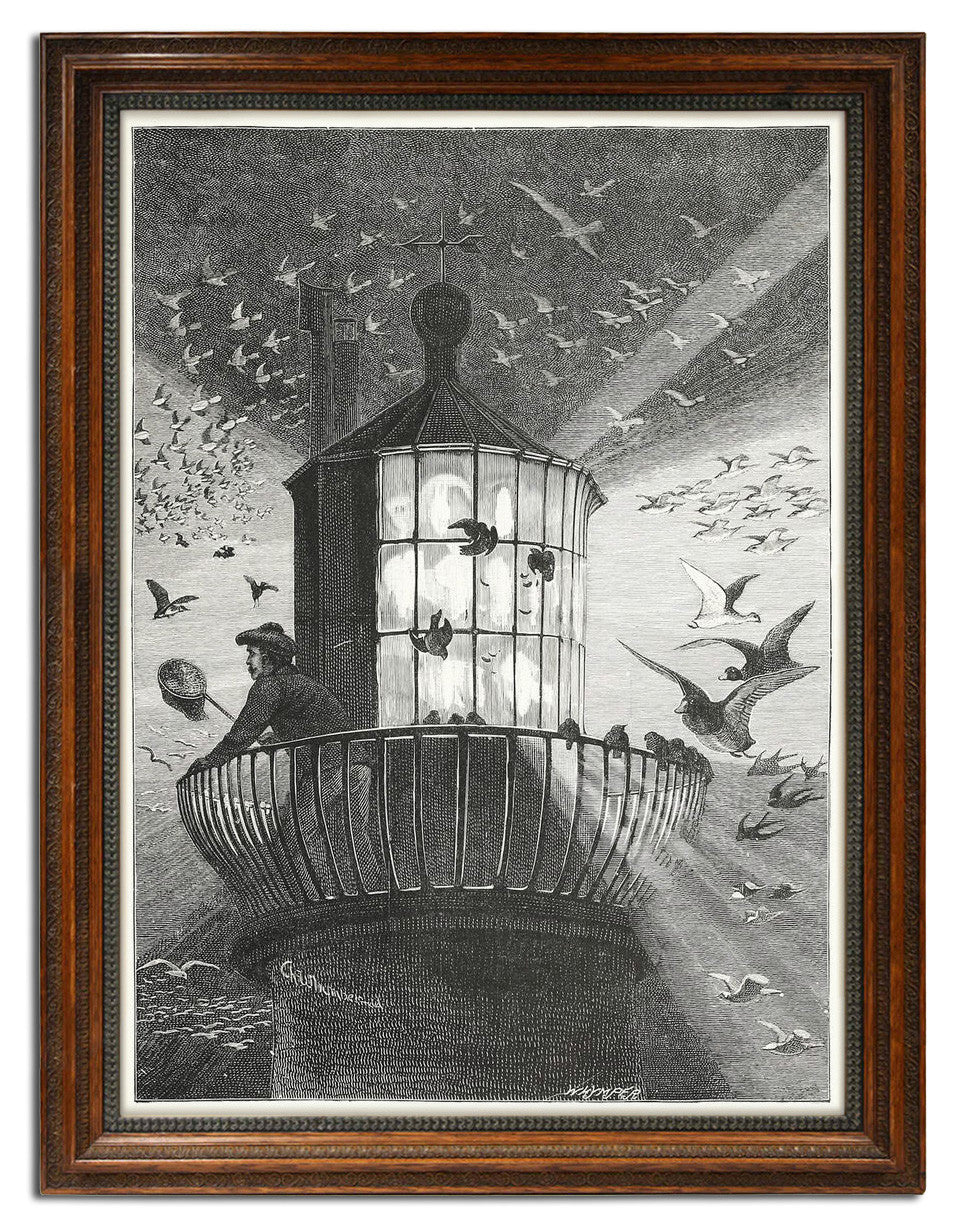 Charles Whymper, "Mobbing the Great Sea Lantern"
